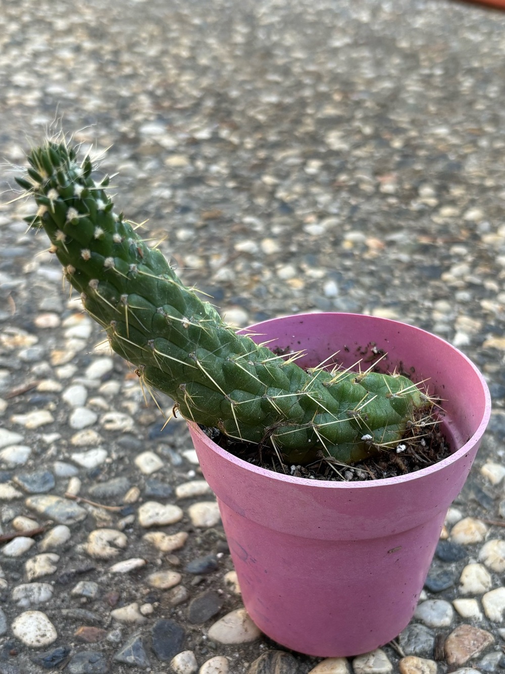Cactus Green Cactus in Pink Pot
